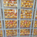 Fresh Chinese in Good Quality Baby Mandarin